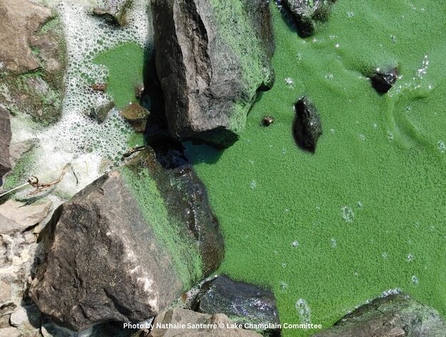 A cyanobacteria bloom along the rocky shoreline