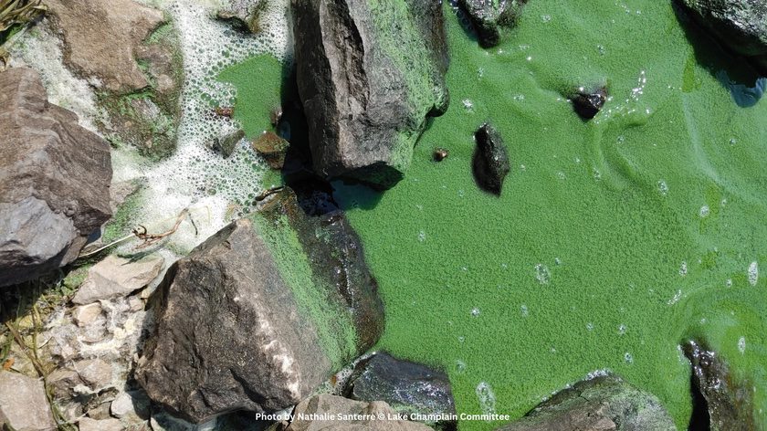 Hot weather fuels harmful algal blooms on Lake Champlain