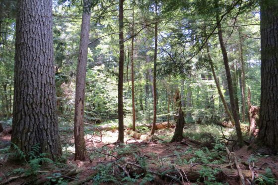 Project aims to map Adirondack old growth forest land