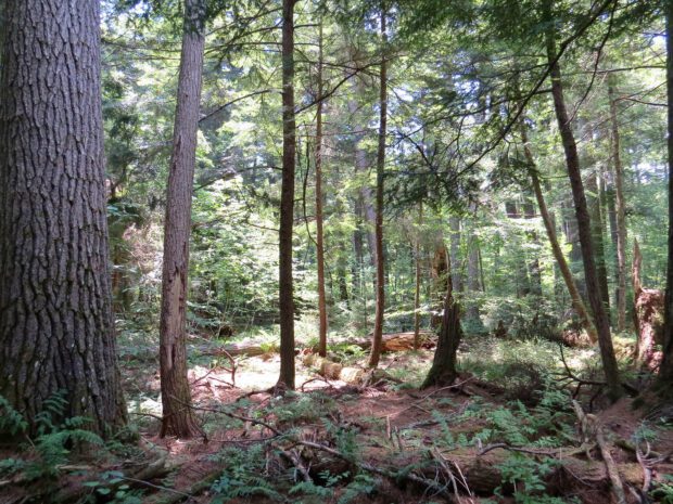 The Pack Demonstration Forest in Warren County, which is owned by SUNY ESF, is an example of an old-growth forest. Photo court
