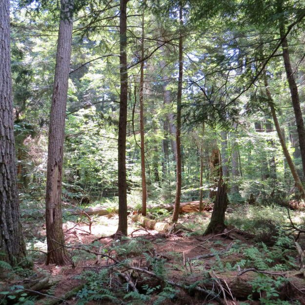 The Pack Demonstration Forest in Warren County, which is owned by SUNY ESF, is an example of an old-growth forest. Photo court