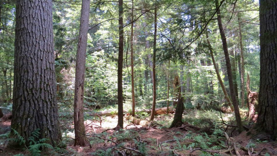 The Pack Demonstration Forest in Warren County, which is owned by SUNY ESF, is an example of an old-growth forest. Photo court