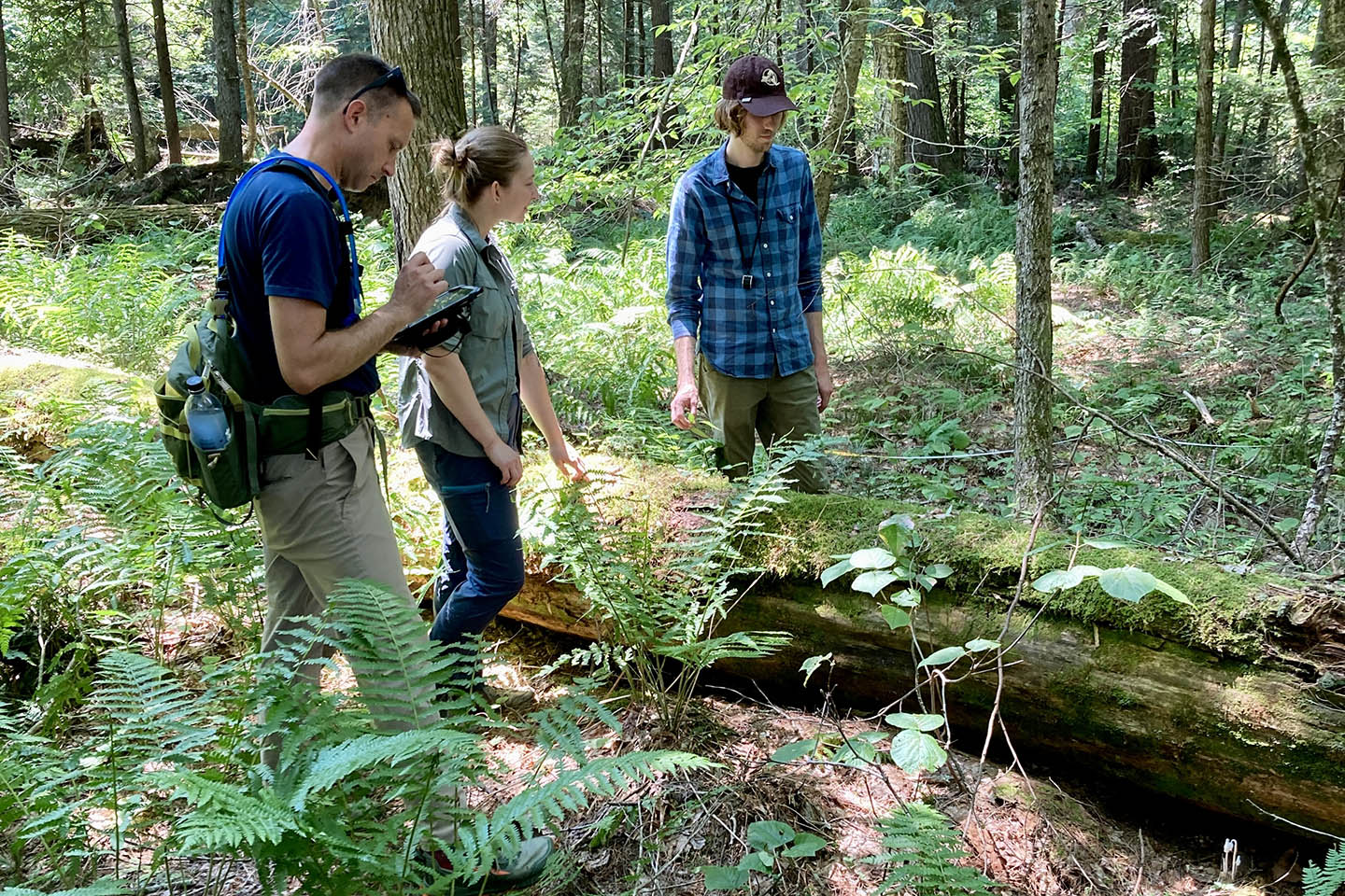 Researching are mapping the amount of old-growth forest, and the amount of carbon stored in them, in the Adirondack and Catskill forest preserves. Photo courtesy of DEC