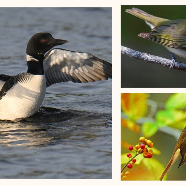 Loon wings spread on lake, red-eyed vireo, hermit thrush