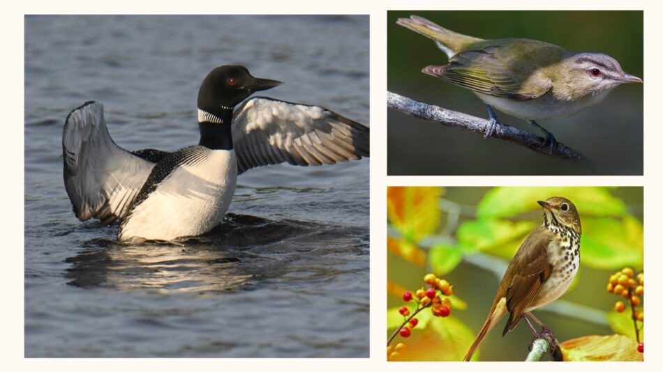 Loon wings spread on lake, red-eyed vireo, hermit thrush