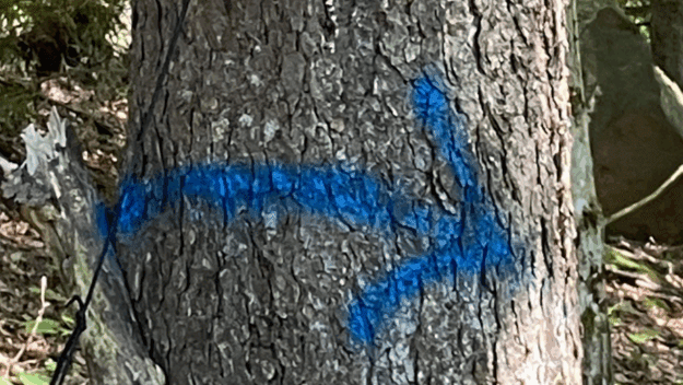 Blue arrow spraypainted on a tree's trunk in the woods