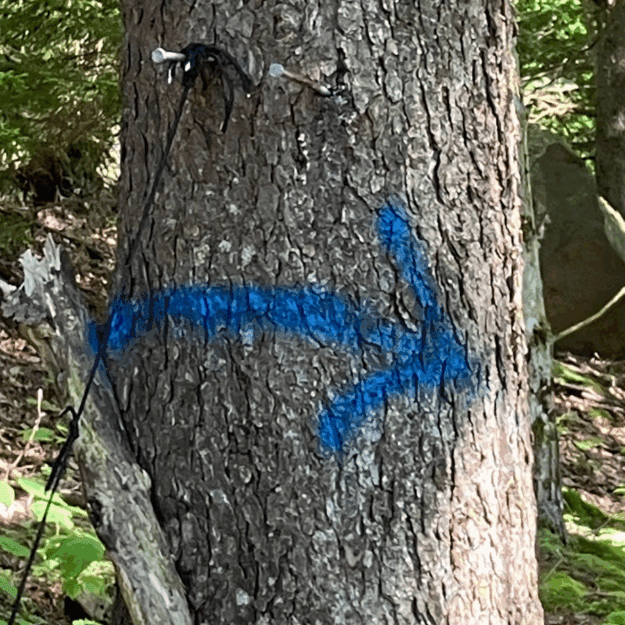 Blue arrow spraypainted on a tree's trunk in the woods