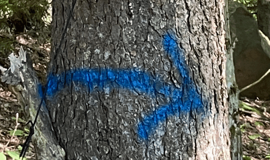 Blue arrow spraypainted on a tree's trunk in the woods