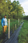 Man in yellow pants and hoodie and farm boots stands beside trees planted in a row in black plastic with wooden stakes in the ground as part of a silvopasture system.