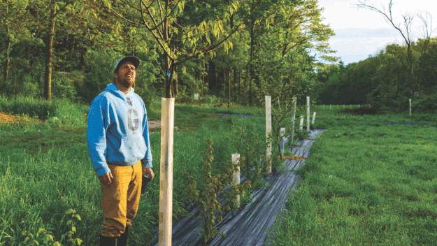 Man in yellow pants and hoodie and farm boots stands beside trees planted in a row in black plastic with wooden stakes in the ground as part of a silvopasture system.