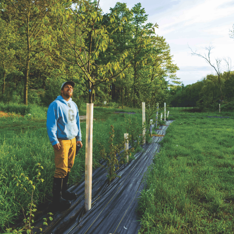 Man in yellow pants and hoodie and farm boots stands beside trees planted in a row in black plastic with wooden stakes in the ground as part of a silvopasture system.