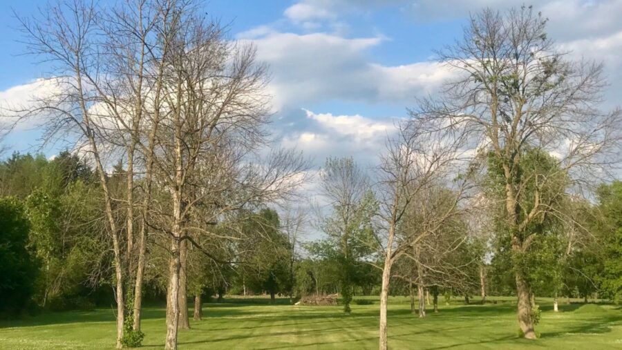 Dead and dying ash trees