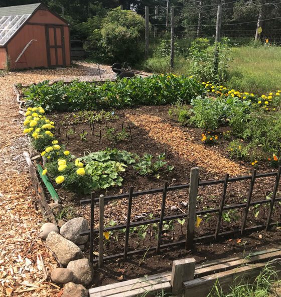 Cultivating belonging: Adirondack community gardens provide more than produce