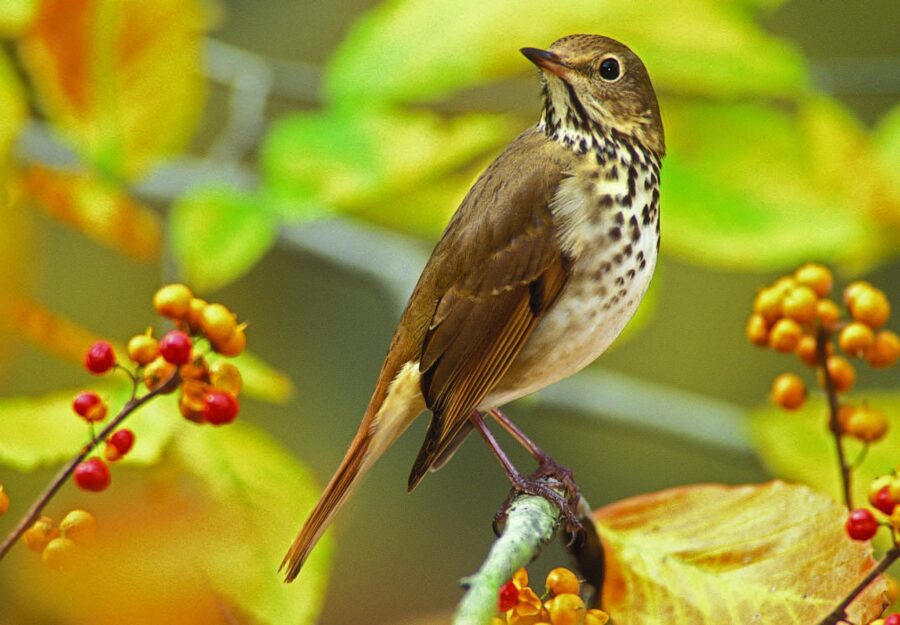 A hermit thrush sits among autumn berries. 