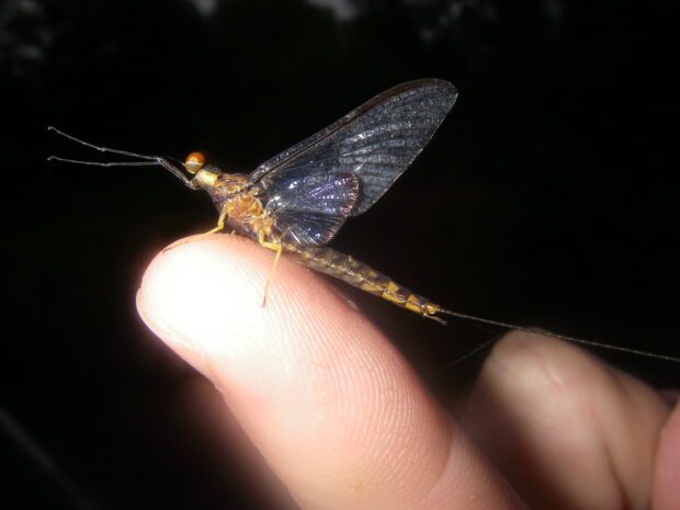 Close up of hexegenia Limbata Adult Spinner perched on a finger in the dark