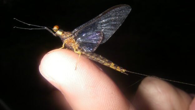 Close up of hexegenia Limbata Adult Spinner perched on a finger in the dark