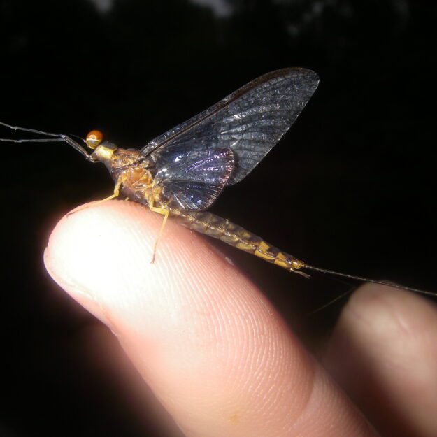 Close up of hexegenia Limbata Adult Spinner perched on a finger in the dark