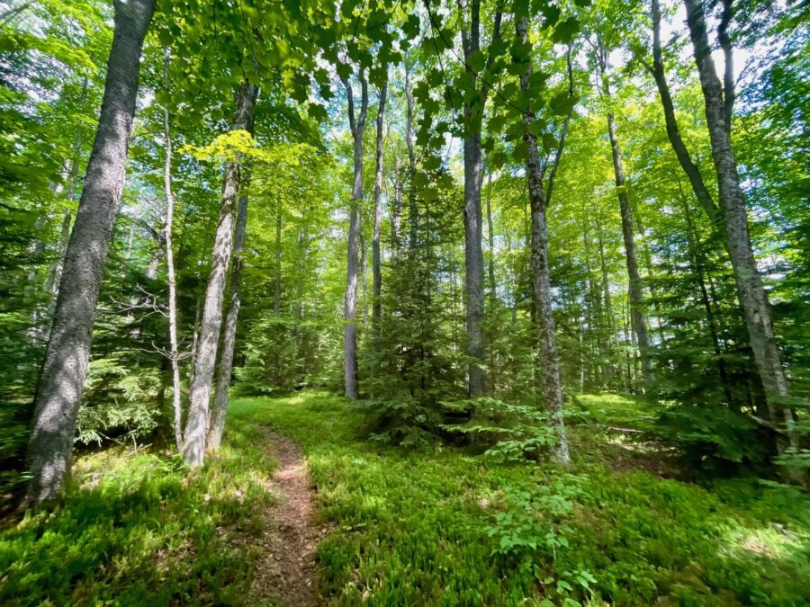 Trail through lush green deciduous forest
