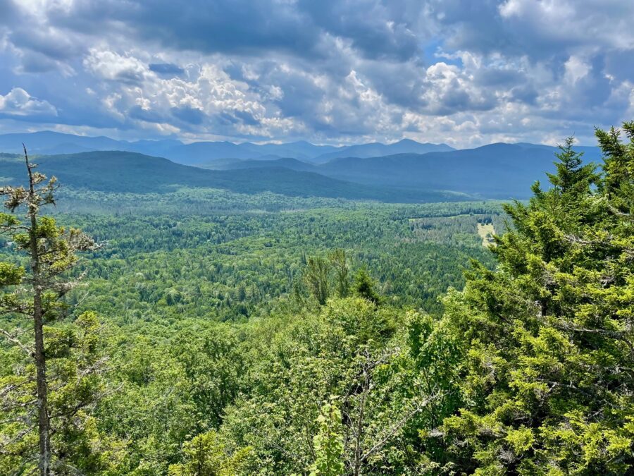 Forest vista and mountain view in distance
