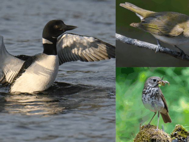Loon, hermit thrush, red-eyed vireo