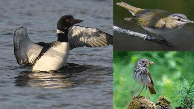 Loon, hermit thrush, red-eyed vireo