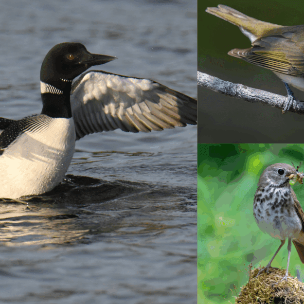 Loon, hermit thrush, red-eyed vireo