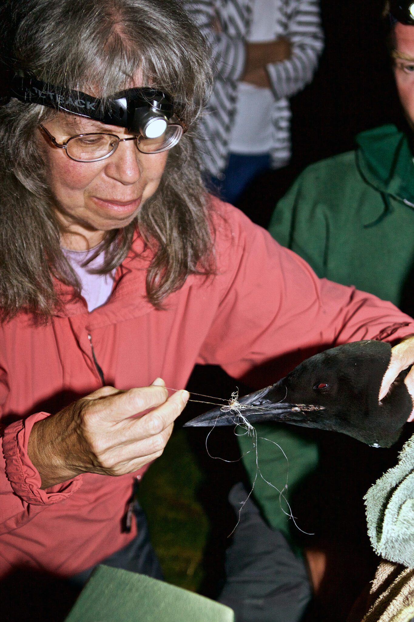Nina Schoch untangles fishing line from a loon during a rescue in Franklin County in 2015. Photo by Mike Lynch
