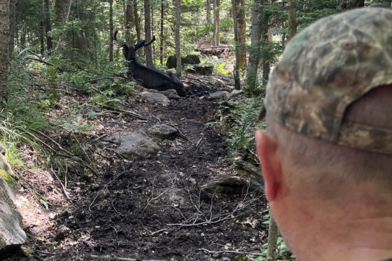 Goodman Mountain moose might be sick, says DEC