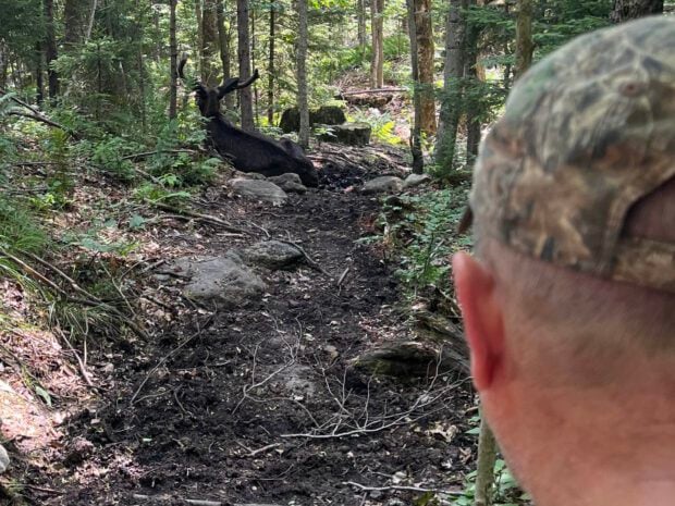 DEC encountered the moose in the middle of the trail on July 10. Photo courtesy of DEC