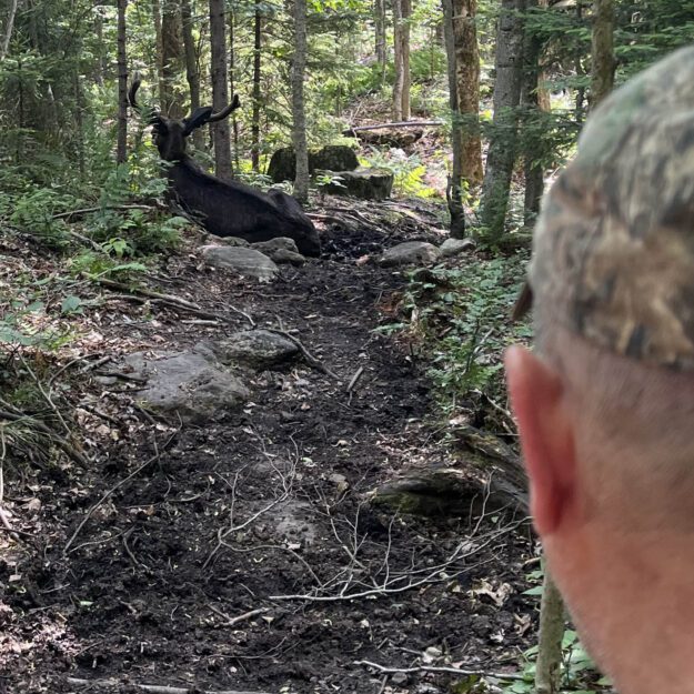 DEC encountered the moose in the middle of the trail on July 10. Photo courtesy of DEC