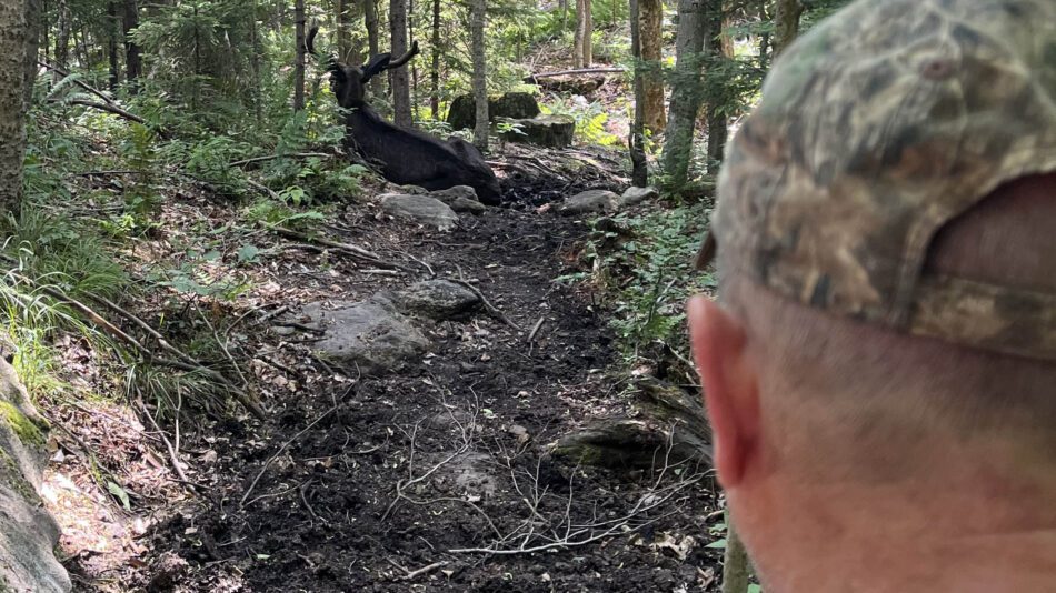 DEC encountered the moose in the middle of the trail on July 10. Photo courtesy of DEC
