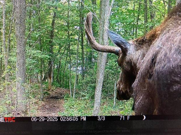 A trail camera set up by DEC captured this image of the moose on June 29. Photo courtesy of DEC