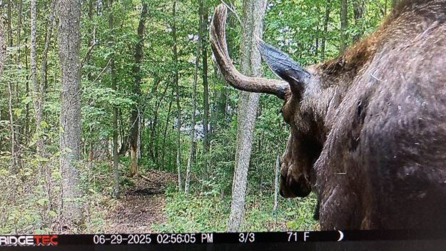 A trail camera set up by DEC captured this image of the moose on June 29. Photo courtesy of DEC