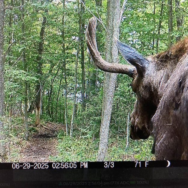 A trail camera set up by DEC captured this image of the moose on June 29. Photo courtesy of DEC