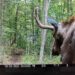 A trail camera set up by DEC captured this image of the moose on June 29. Photo courtesy of DEC