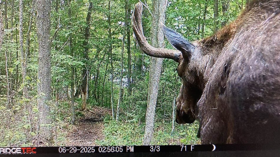 A trail camera set up by DEC captured this image of the moose on June 29. Photo courtesy of DEC