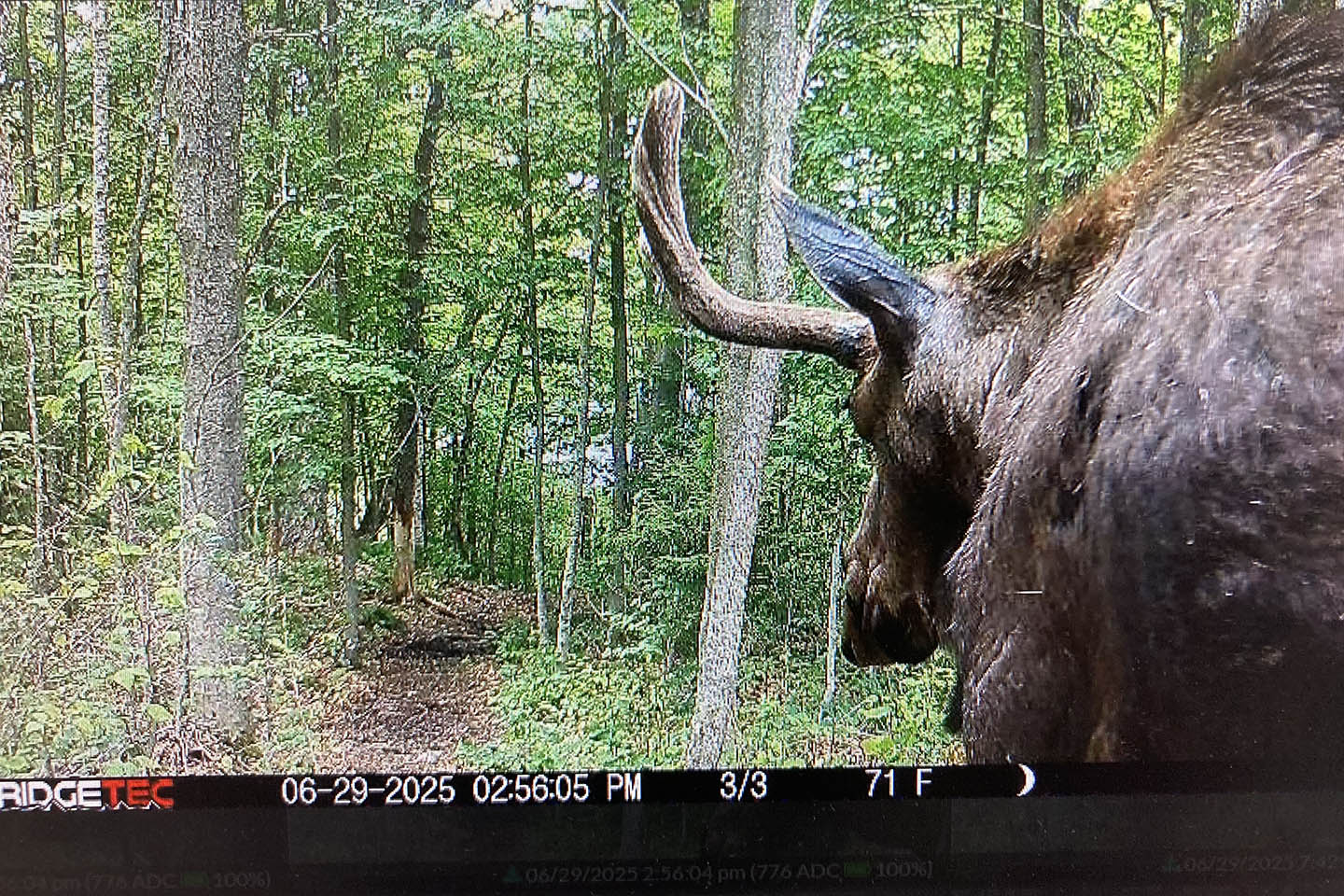 A trail camera set up by DEC captured this image of the moose on June 29. Photo courtesy of DEC