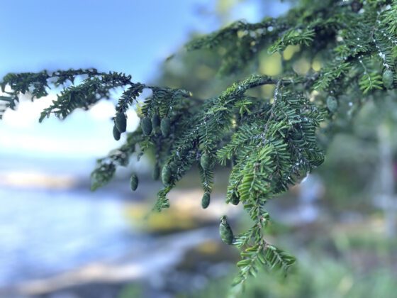 Hemlock wooly adelgid was recently found on Lake Champlain. Photo courtesy of Cornell University