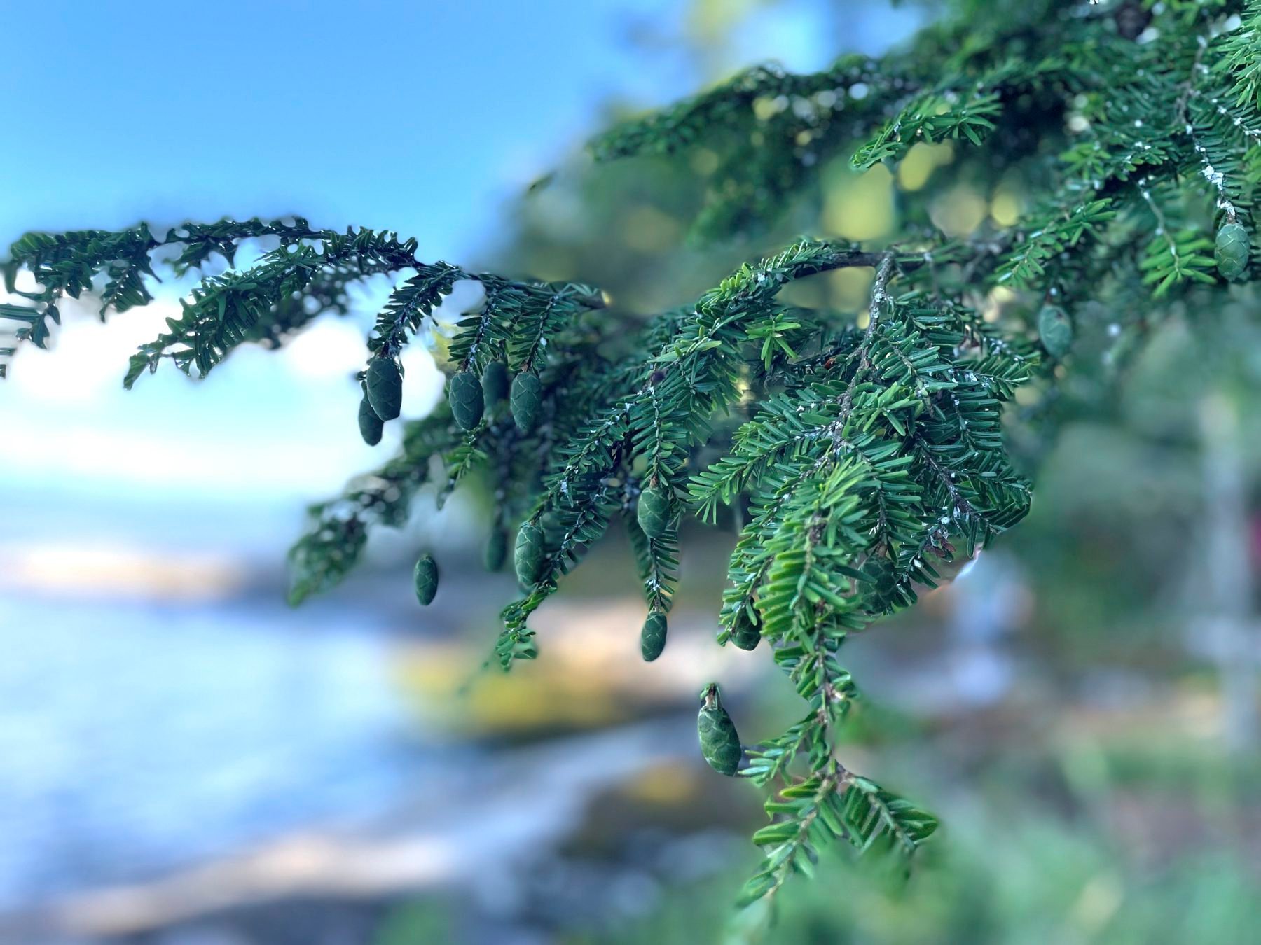 Hemlock wooly adelgid was recently found on Lake Champlain. Photo courtesy of Cornell University