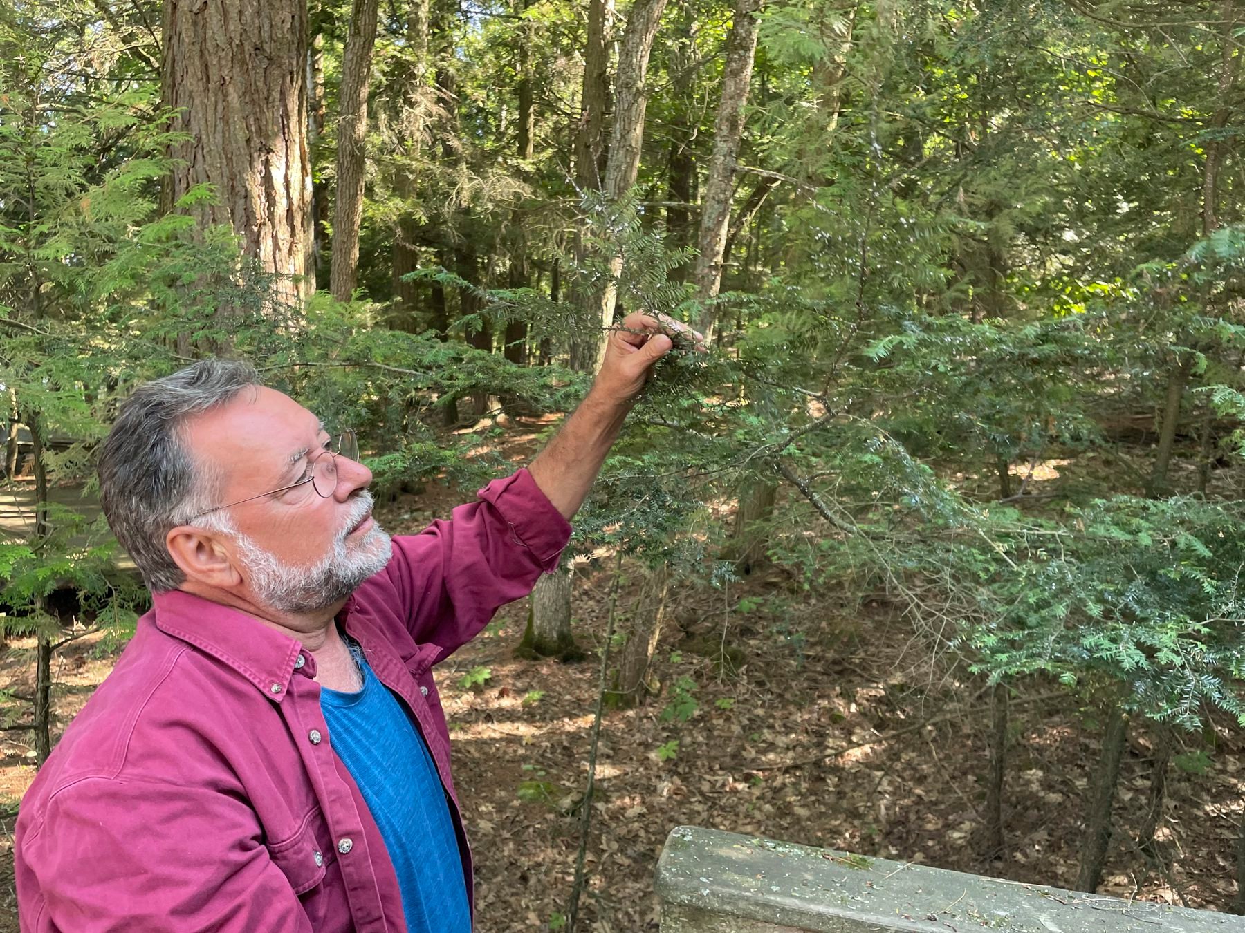 Cornell University Forest Entomologist Mark Whitmore is the Director of the New York State Hemlock Initiative. Photo courtesy of Cornell University