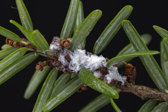 Hemlock woolly adelgid spreads to Lake Champlain: Understanding the threat 