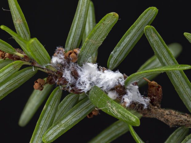 The wool of hemlock wooly adelgid on a branch. Photo courtesy of DEC