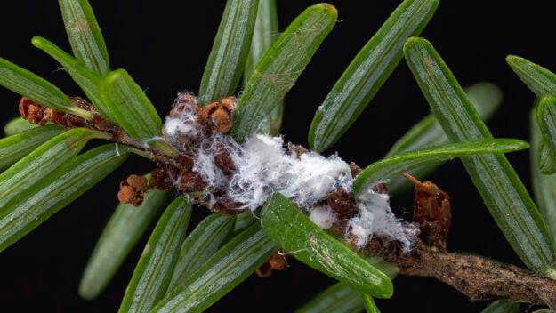 The wool of hemlock wooly adelgid on a branch. Photo courtesy of DEC