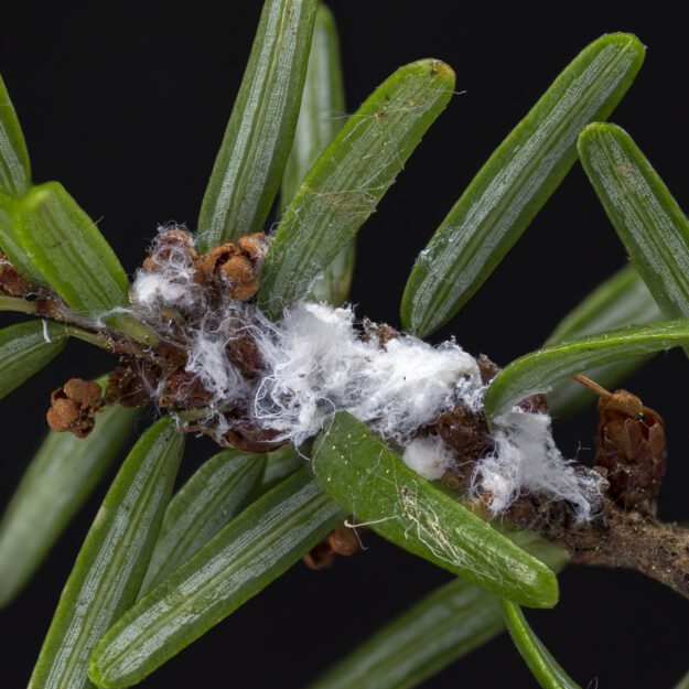 The wool of hemlock wooly adelgid on a branch. Photo courtesy of DEC