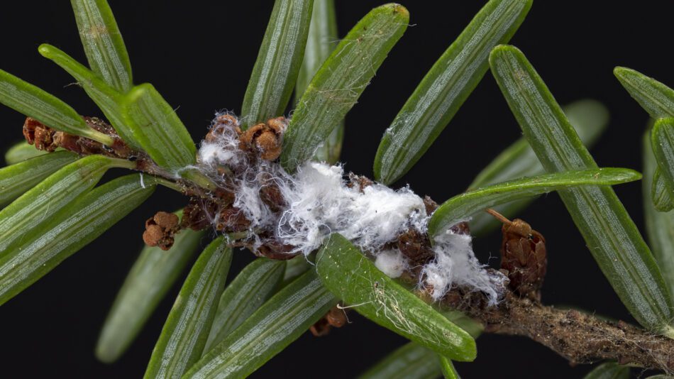 The wool of hemlock wooly adelgid on a branch. Photo courtesy of DEC