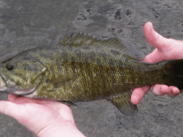 Smallmouth bass in a person's hands