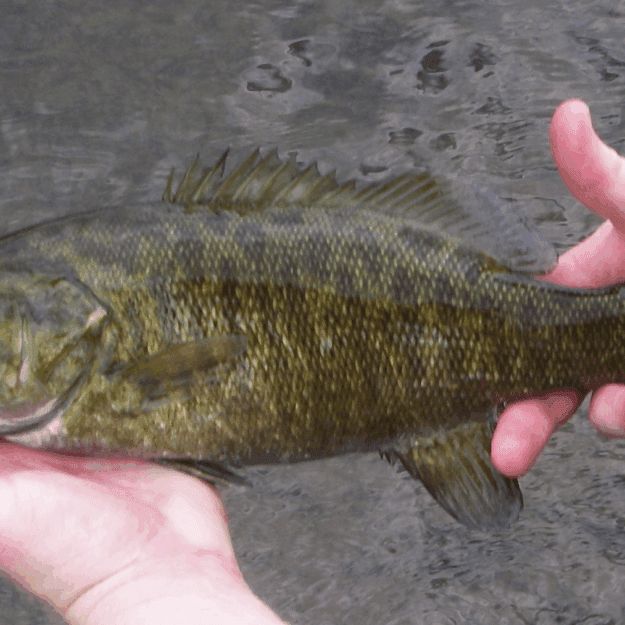 Smallmouth bass in a person's hands