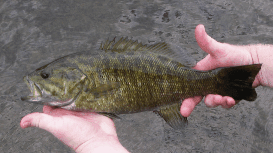 Smallmouth bass in a person's hands