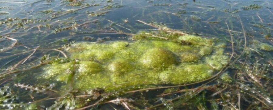 green harmful algal blooms in water