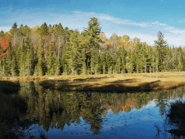 View of a pond with trees in background